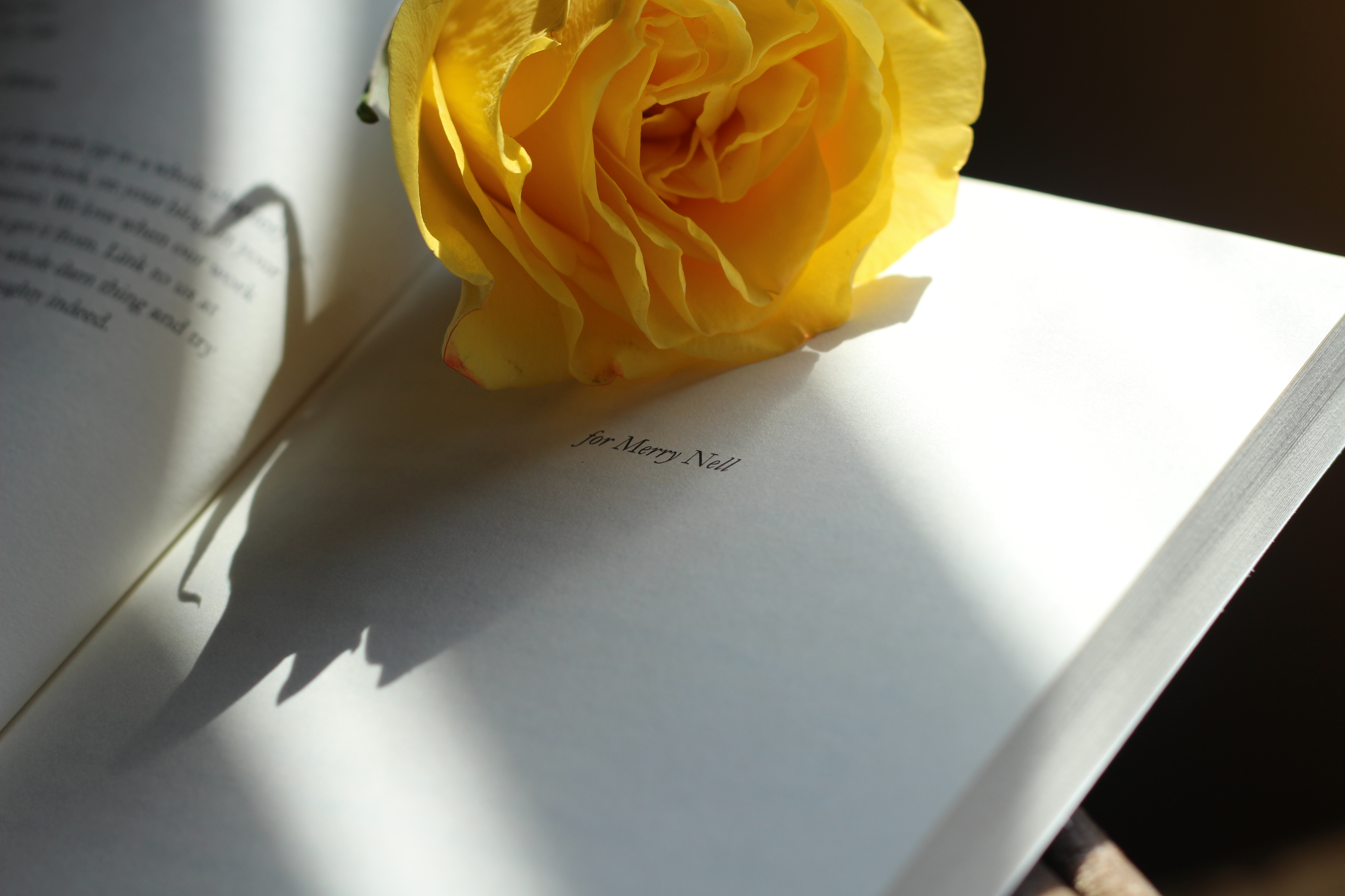 yellow rose for Merry Nell