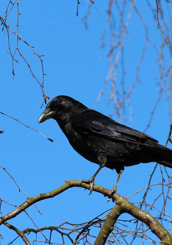 crow in winter tree