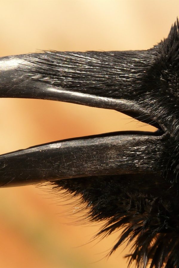 crow beak close-up