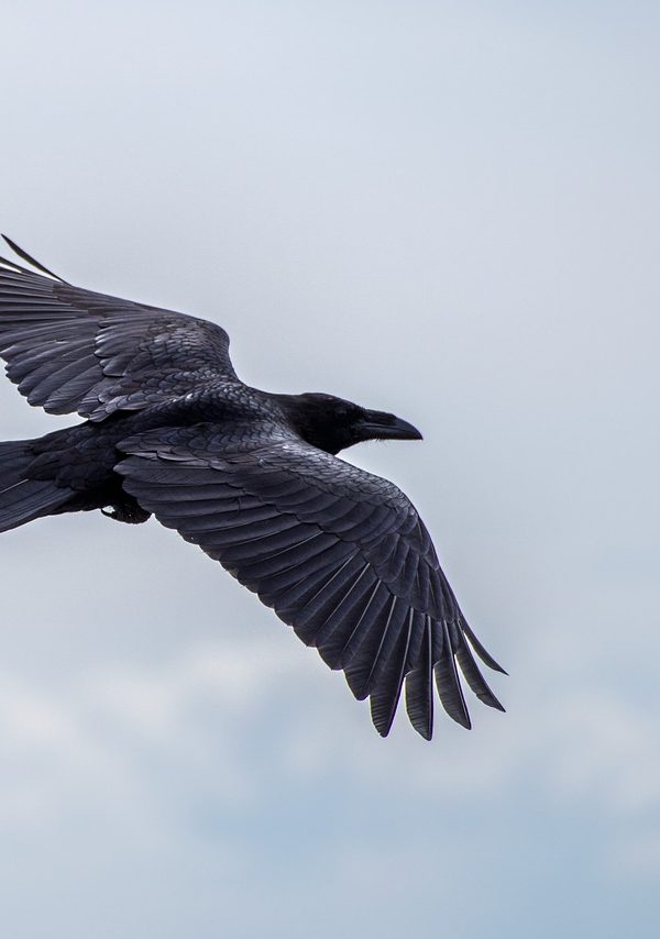 crow in flight blue sky