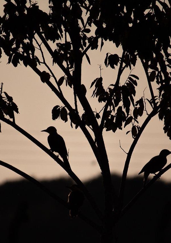 two crows tree dusk