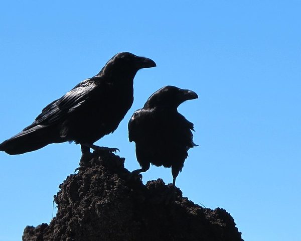 two crows on rock blue sky