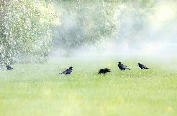 a flock of birds on a lush green field